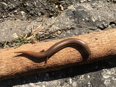 Diploglossus delasagra