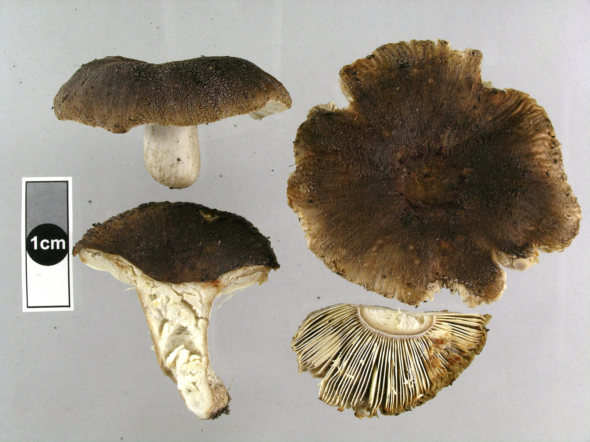 Russula vinaceocuticulata image