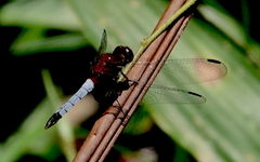 Erythrodiplax abjecta