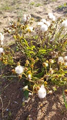 Senecio heterotrichius
