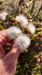 Senecio heterotrichius