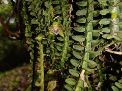 Dichaea neglecta