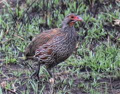 Pternistis rufopictus