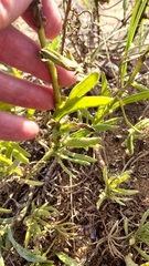 Senecio heterotrichius
