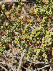 Frankenia juniperoides