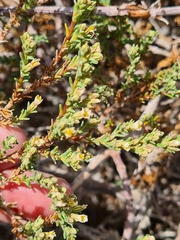 Frankenia juniperoides