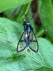 Syntrichura virens