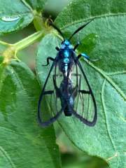 Syntrichura virens