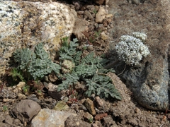 Lomatium nevadense nevadense