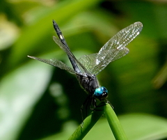 Micrathyria atra