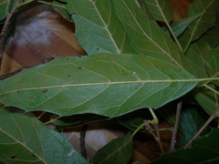 Quercus acutifolia