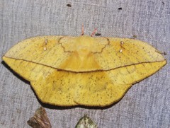 Lonomia electra