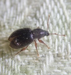 Barypeithes pellucidus