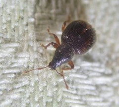 Barypeithes pellucidus