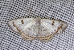 Argyrotome prospectata