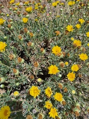 Grindelia chiloensis