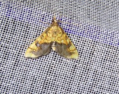 Choristostigma