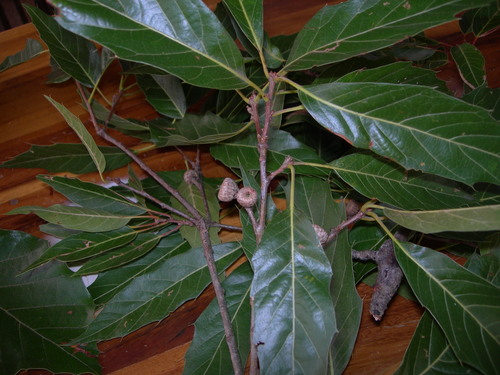 Quercus acutifolia