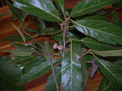 Quercus acutifolia