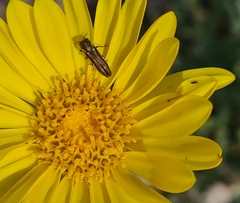 Grindelia chiloensis