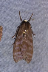 Pachydota