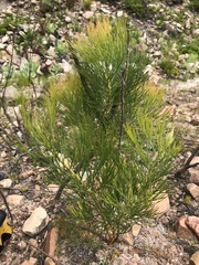 Serruria florida
