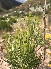 Serruria florida