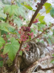 Ribes laxiflorum