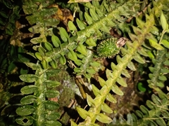 Dichaea neglecta
