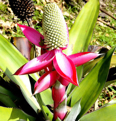 Aechmea mariae-reginae