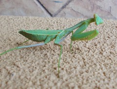 Stagmomantis limbata