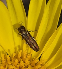 Agrilus frigidus