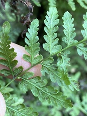 Cystopteris tennesseensis