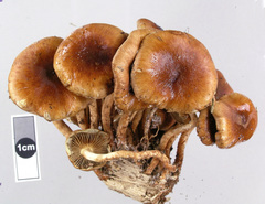 Pholiota multicingulata