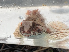 Oligocottus rubellio