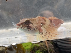 Oligocottus rubellio