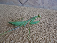 Stagmomantis limbata