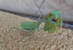 Stagmomantis limbata