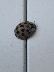 Harmonia axyridis