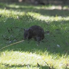 Isoodon obesulus obesulus