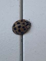 Harmonia axyridis