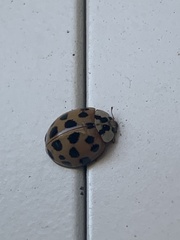 Harmonia axyridis