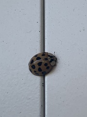 Harmonia axyridis