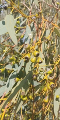 Eucalyptus intertexta