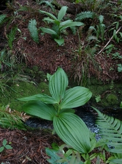Veratrum fimbriatum