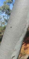 Eucalyptus intertexta