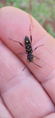 Cotyclytus curvatus