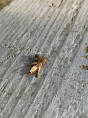 Araneae
