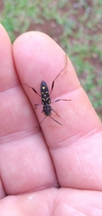 Cotyclytus curvatus