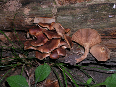 Pholiota multicingulata
